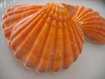 NODIPECTEN SUBNODOSUS ORANGE